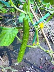 朝阳吃瓜网,揭秘娱乐圈最新热点，带你领略明星幕后故事